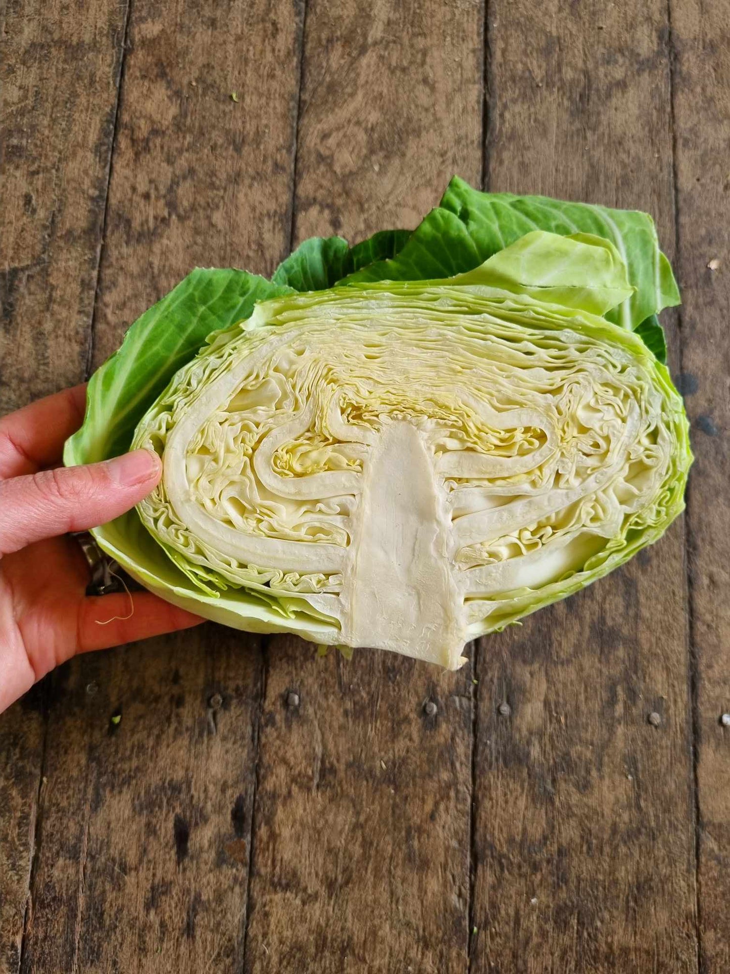 Cabbage green half