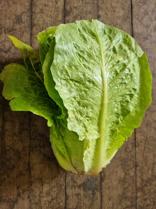 Lettuce Cos