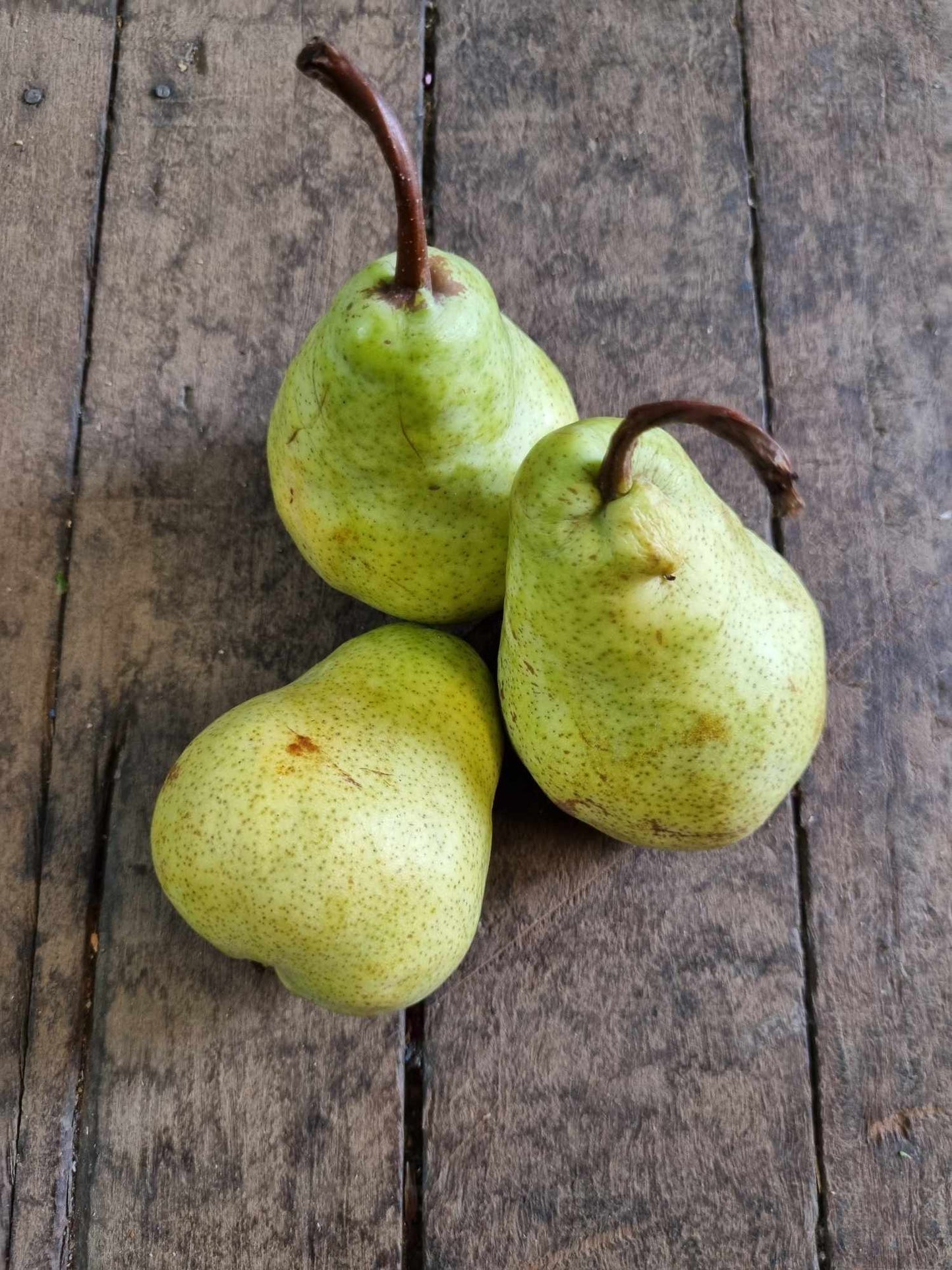 Pears Kg