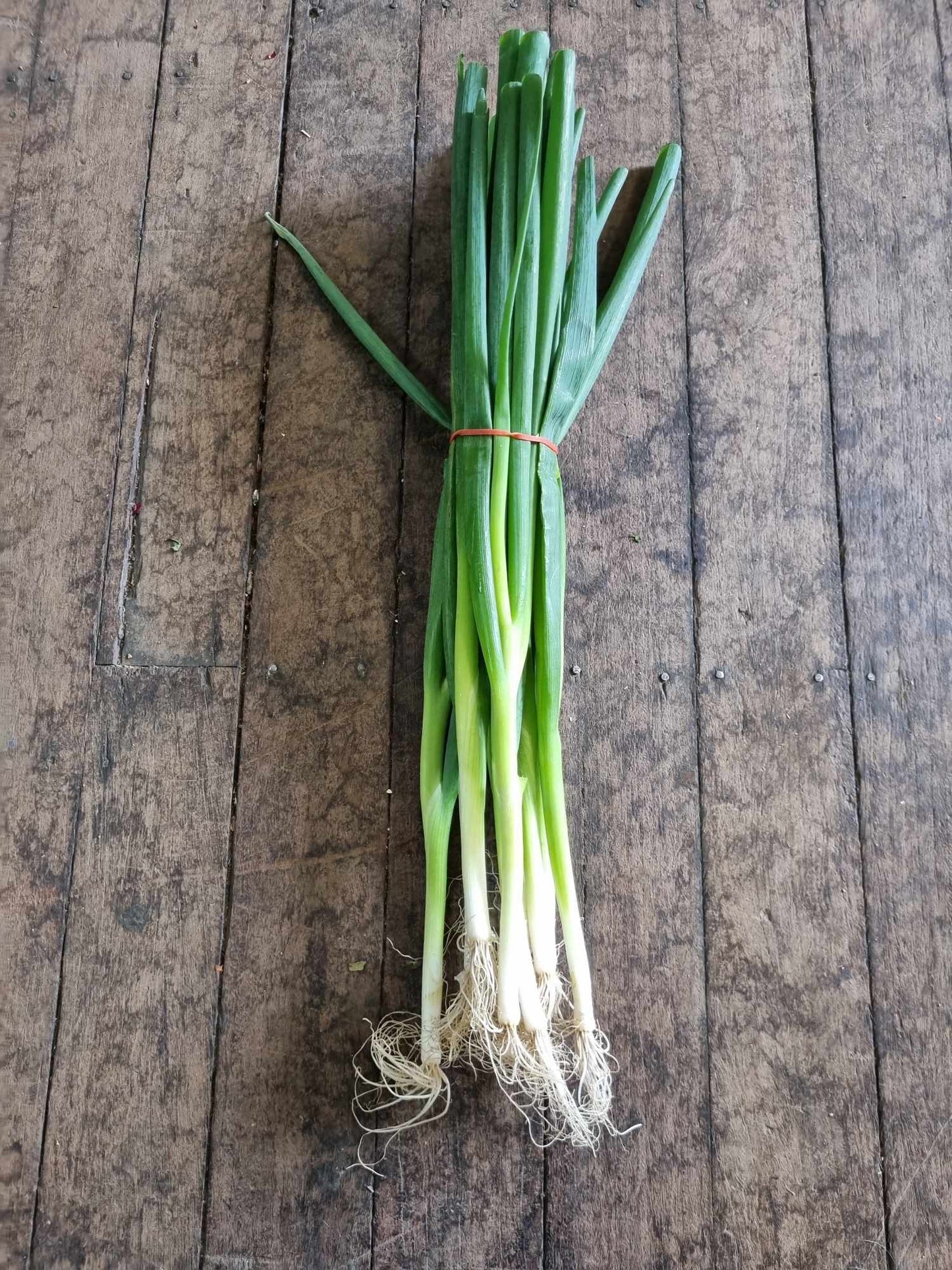 Spring Onions bunch