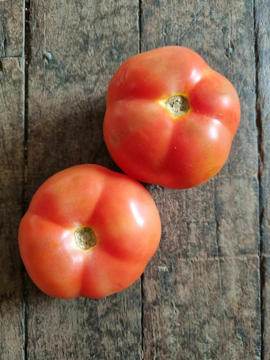 Tomato Medium