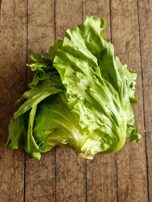 Lettuce - Iceberg