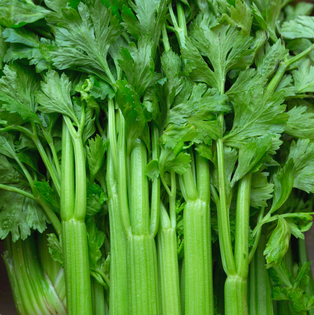 WA Celery