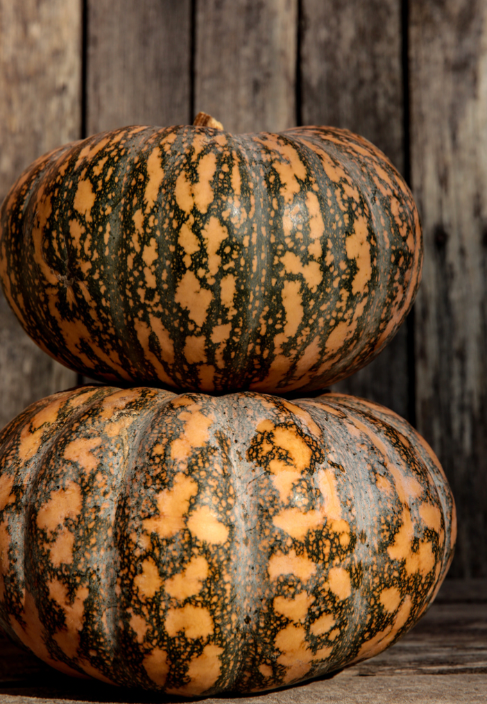 Japanese Kent Pumpkin